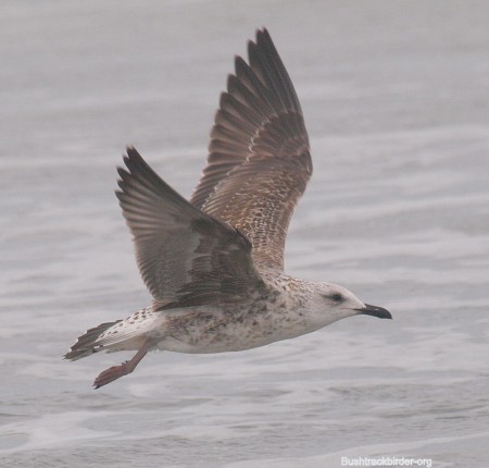 Lesser Black Backed Gull Tanji Nov 2013
